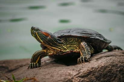 la-tortue-d-eau-guide-complet-sur-les-besoins-des-tortues-aquatiques-floride